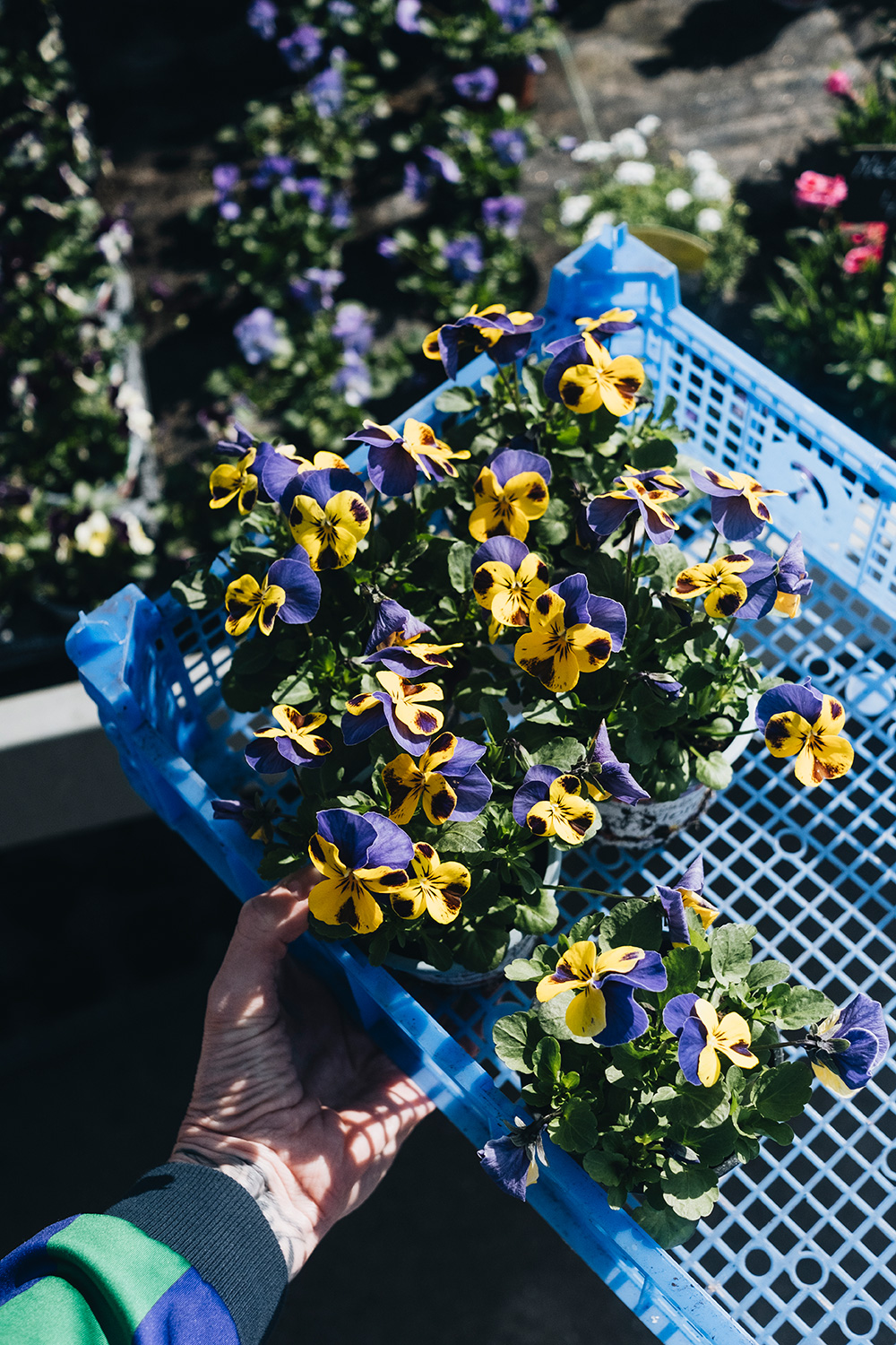 Lass uns PET-Flaschen upcyclen und Blumenampeln daraus basteln.